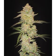 Auto Sherbet, Фасовка: 5